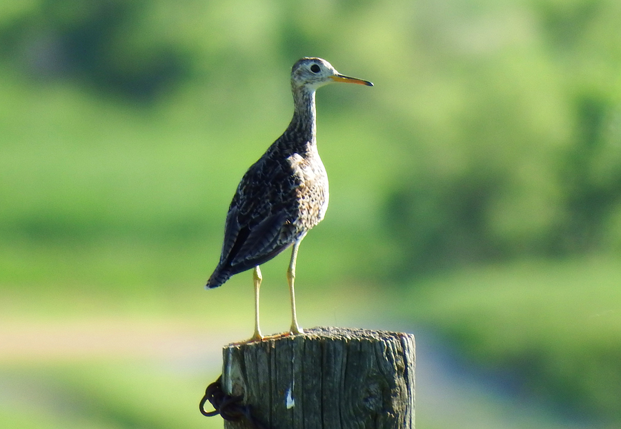 Upland Sandpiper